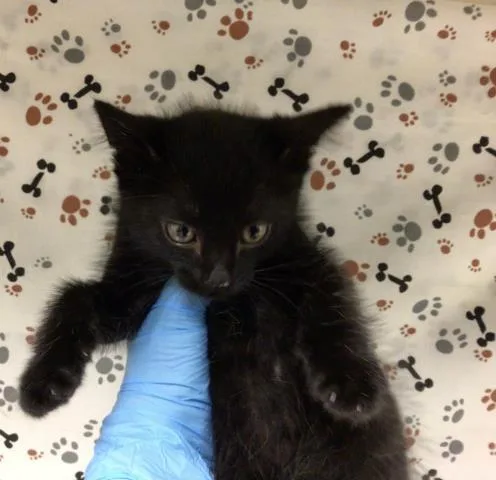 A baby small-sized male Domestic Short Hair cat named Vocal for adoption in Riverside, CA
