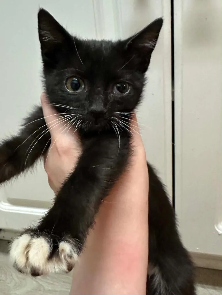 A baby small-sized female Domestic Short Hair cat named Bisquick for adoption in Augusta, GA