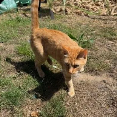 An adult medium-sized female Domestic Short Hair cat named Peaches for adoption in Coos Bay, OR
