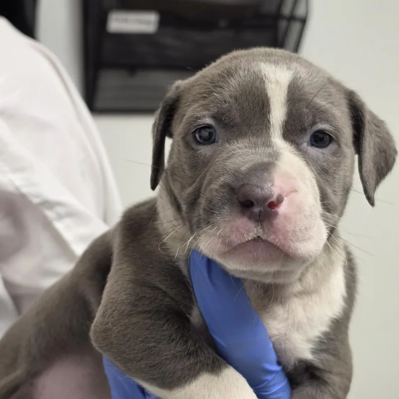 A baby small-sized female Gray / Blue / Silver Mixed Breed dog named Juniper for adoption in Troy, IL