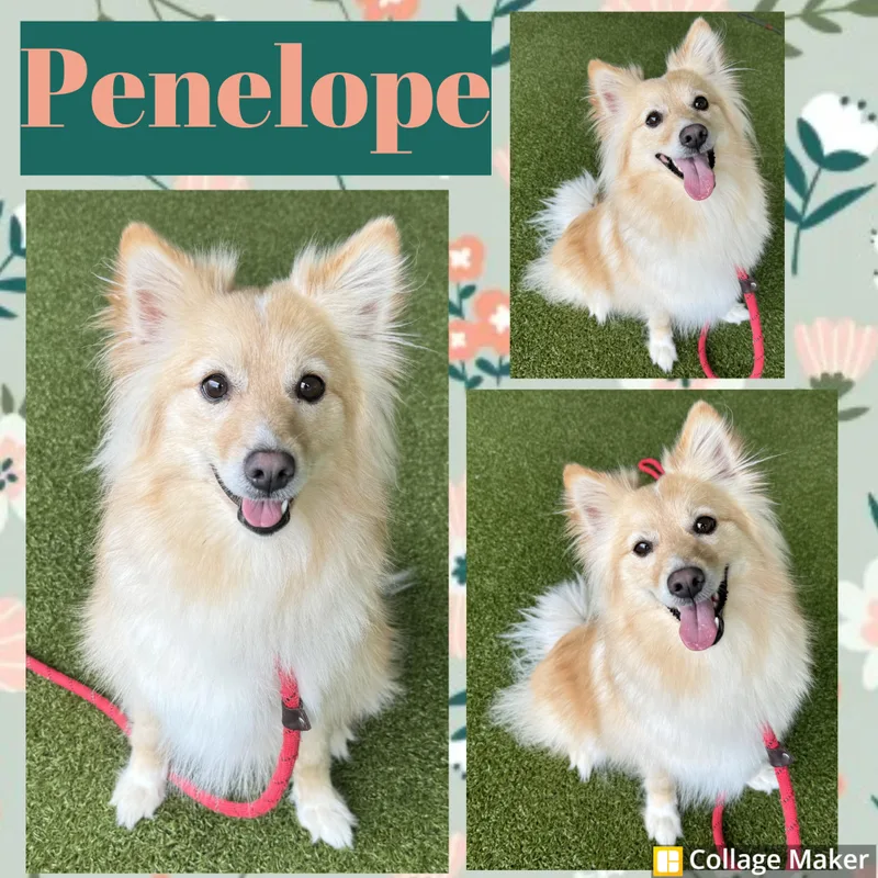 An adult small-sized female Apricot / Beige Pomsky dog named Penelope for adoption in Clearfield, PA