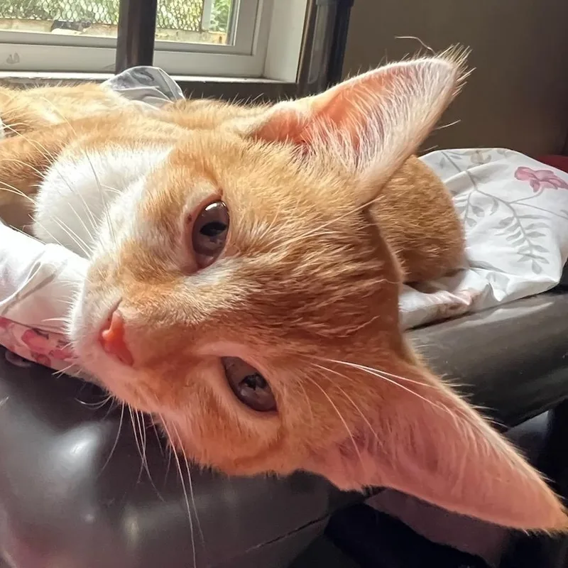 A young medium-sized male Domestic Short Hair cat named Rusty for adoption in Saint Marys, WV