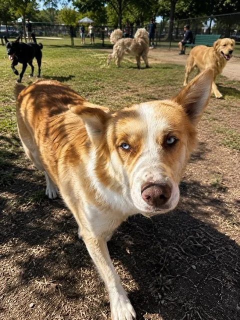 A young medium-sized male Husky dog named Bleu for adoption in Globe, AZ