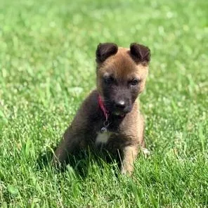 A baby medium-sized female Belgian Shepherd / Malinois dog named Romina for adoption in Lodi, CA