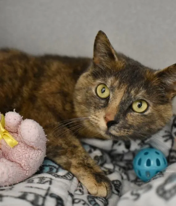 An adult medium-sized female Dilute Tortoiseshell Domestic Short Hair cat named Glinda for adoption in Marietta, GA
