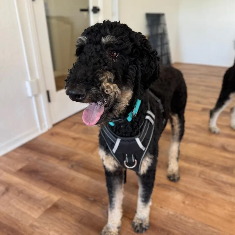 An adult medium-sized male Black Standard Poodle dog named Cooper for adoption in Pacific Grove, CA