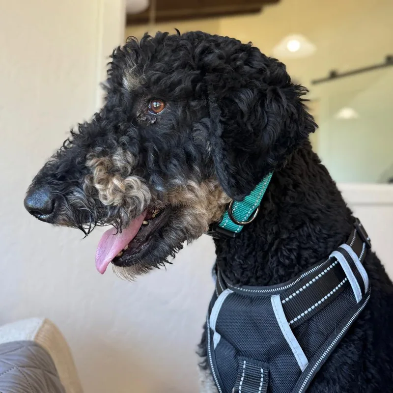 Cooper thumbnail 3