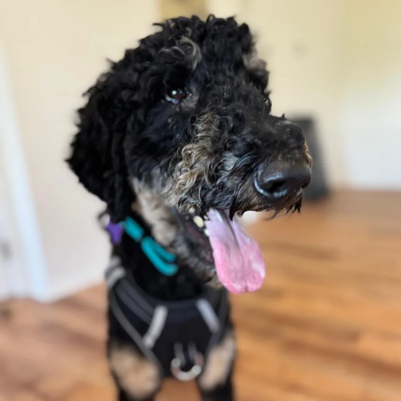 Cooper thumbnail 6