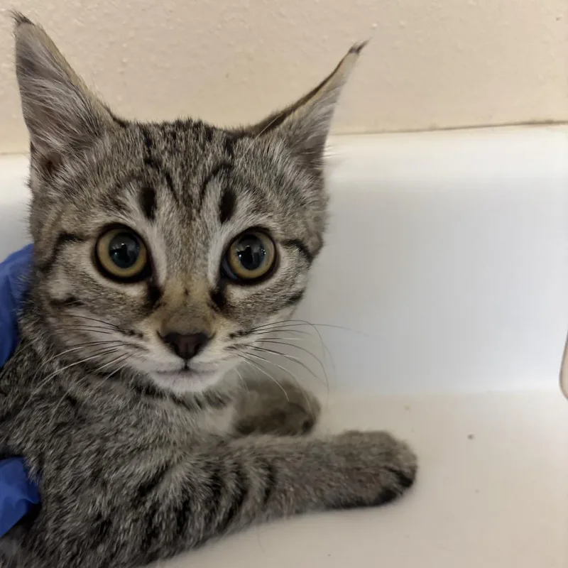 A baby small-sized female Brown / Chocolate Domestic Short Hair cat named Corso for adoption in Salt Lake City, UT