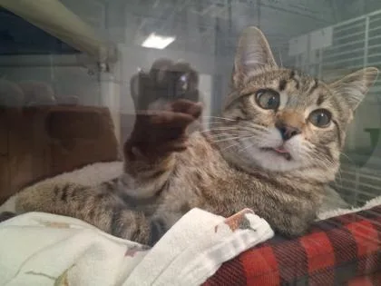 An adult medium-sized male Tabby (Brown / Chocolate) Domestic Short Hair cat named Ronald for adoption in Lansing, MI