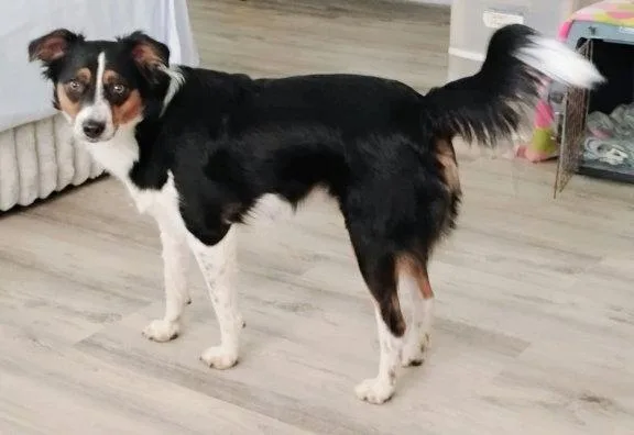 An adult small-sized female Rat Terrier dog named Daisy for adoption in Mountain View, AR