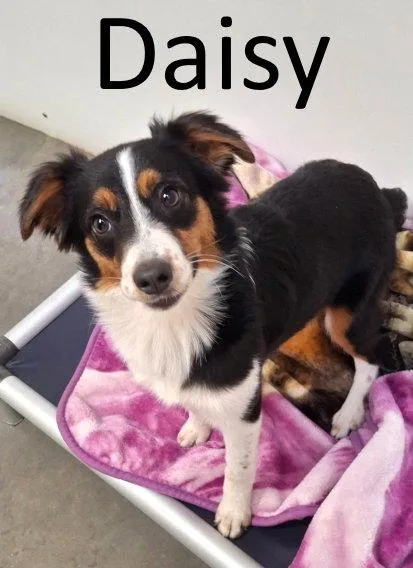Daisy thumbnail 3