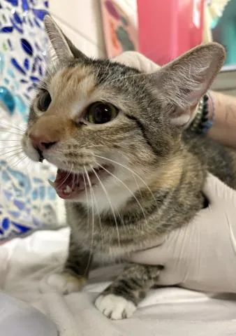 An adult large-sized female Domestic Short Hair cat named Ashe for adoption in Pensacola, FL