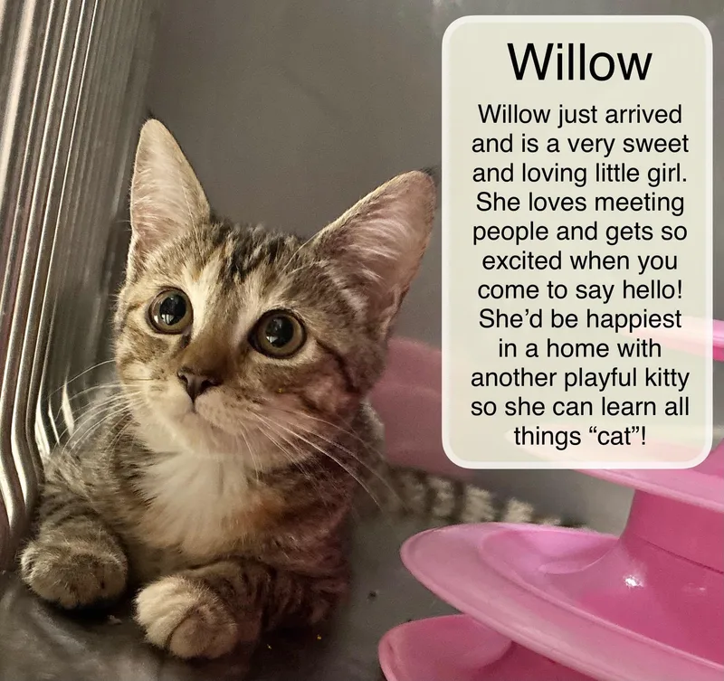 A baby small-sized female Tabby (Brown / Chocolate) Domestic Short Hair cat named Willow for adoption in Ellicott City, MD