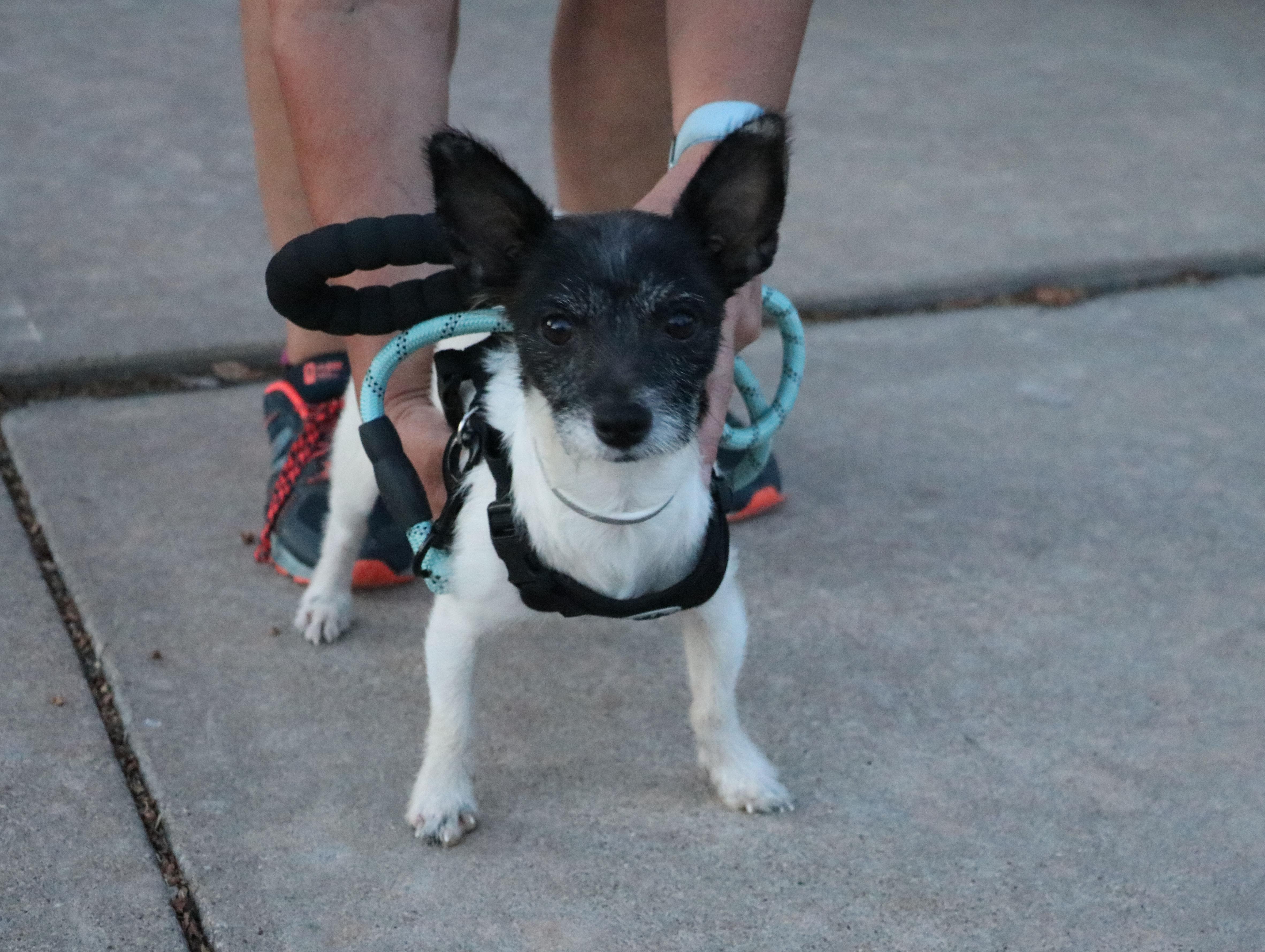 A young small-sized male Black Mixed Breed dog named Mylow for adoption in Pflugerville, TX