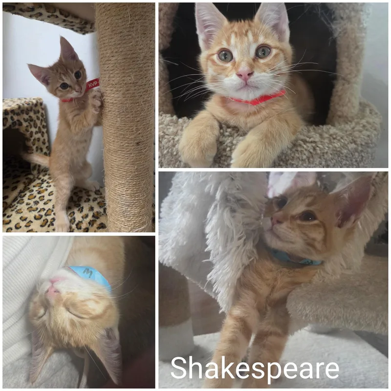 Shakespeare