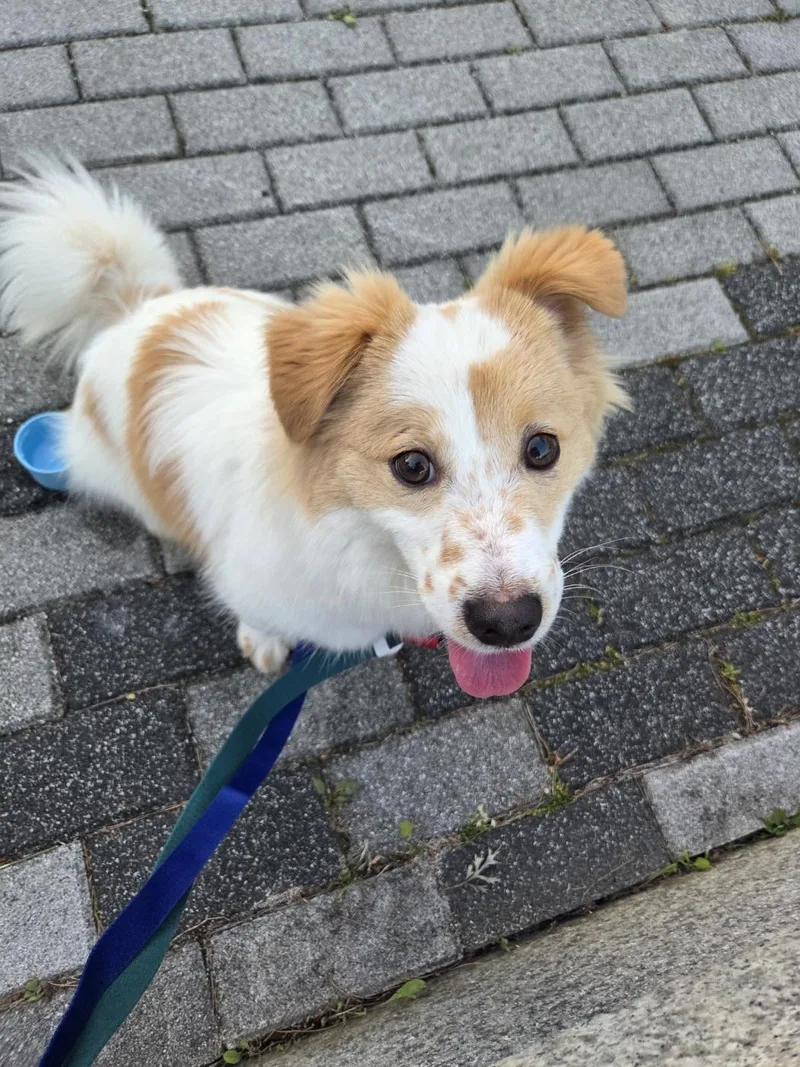 A young small-sized male Spitz dog named Noori for adoption in Duluth, GA