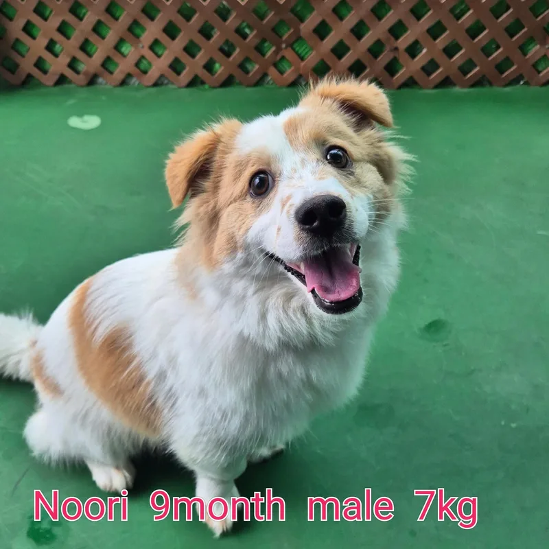 Noori thumbnail 5