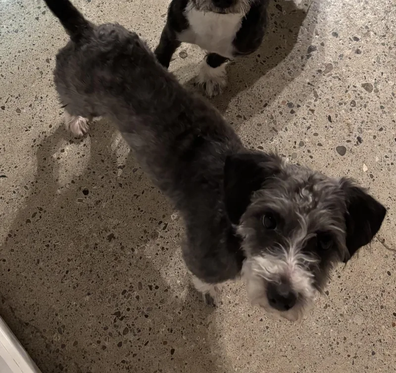A baby small-sized male Gray / Blue / Silver Miniature Schnauzer dog named Stash for adoption in Thousand Oaks, CA