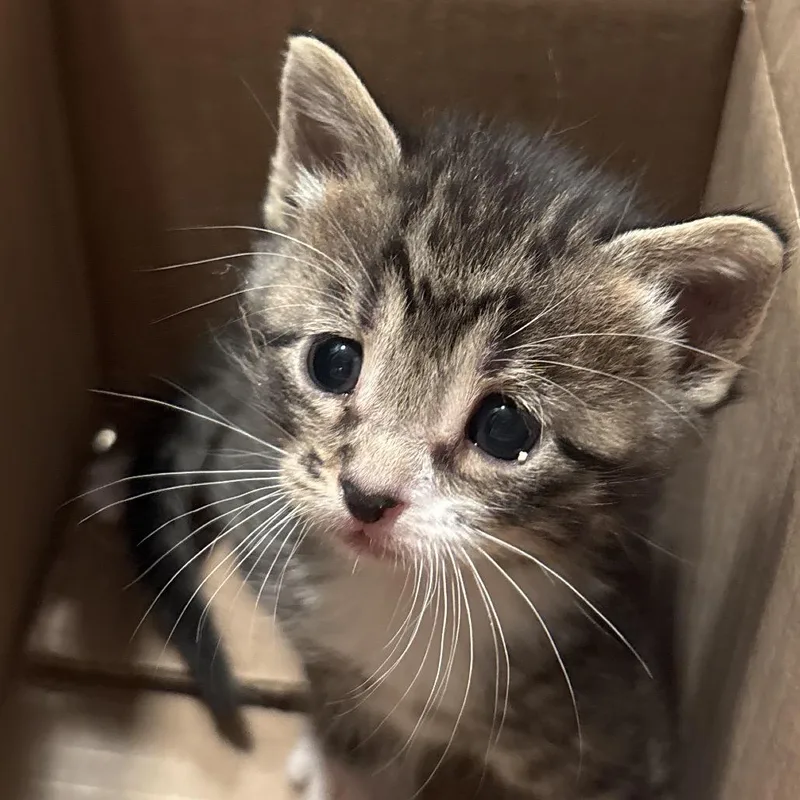 A baby small-sized male Brown / Chocolate Domestic Short Hair cat named Louie for adoption in Overland Park, KS