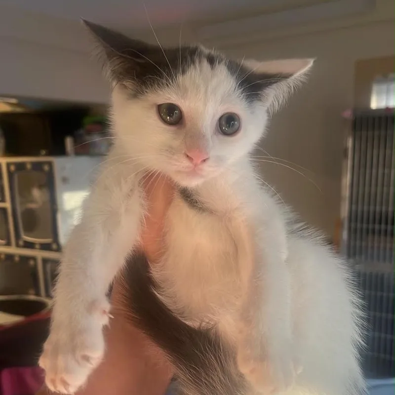 A baby small-sized male White Domestic Short Hair cat named Dakota for adoption in Pasadena , MD
