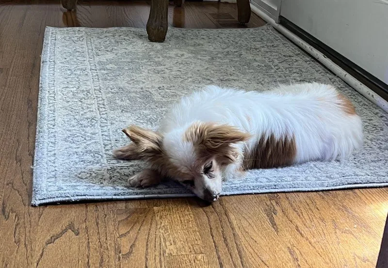 A senior small-sized female Papillon dog named Dolly for adoption in Barrington, IL