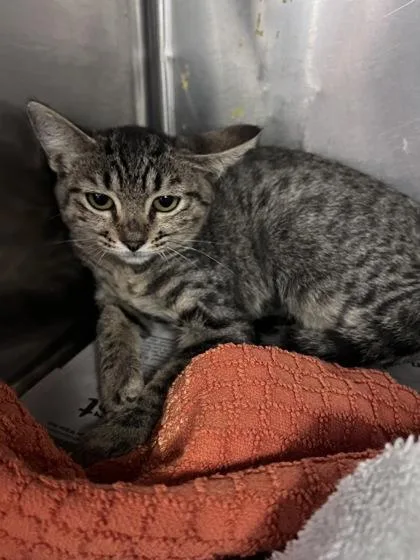 A baby small-sized female Domestic Short Hair cat named Meowth for adoption in Houston, TX