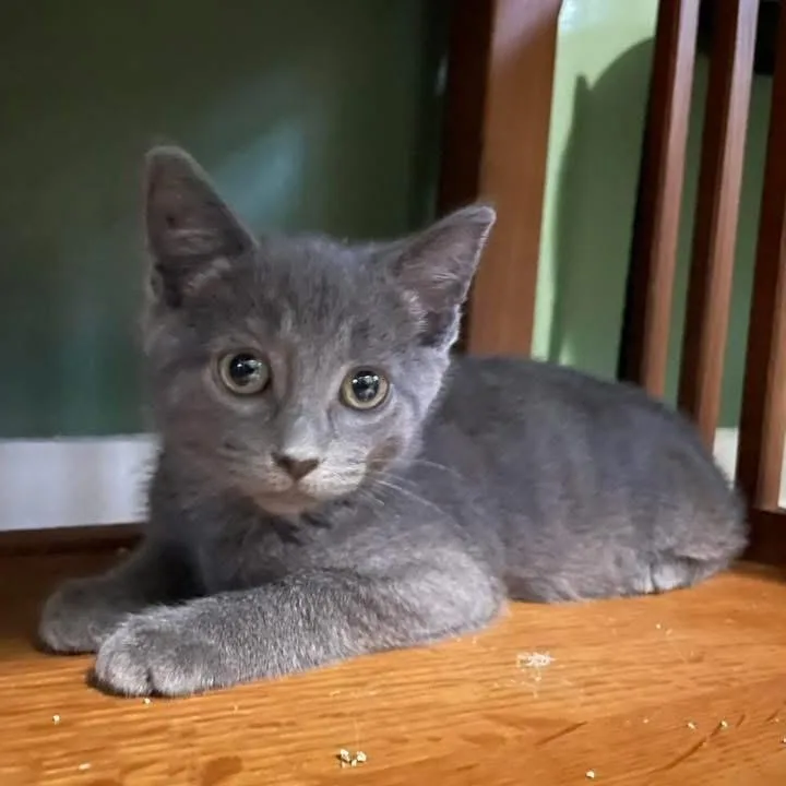 A baby small-sized female Gray / Blue / Silver Domestic Short Hair cat named Canadian Girlfriend for adoption in Kentwood, MI