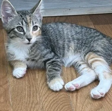 A baby medium-sized female Tabby (Gray / Blue / Silver) Domestic Short Hair cat named Catalina for adoption in Beaufort, SC