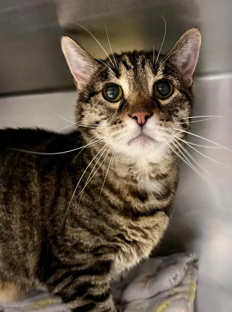 A senior medium-sized male Domestic Short Hair cat named Bamboo for adoption in Cincinnati, OH