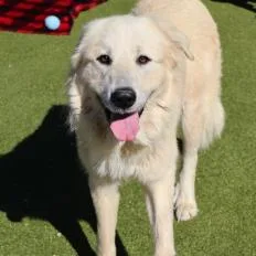 An adult large-sized female White / Cream Mixed Breed dog named Maw for adoption in Wantagh, NY