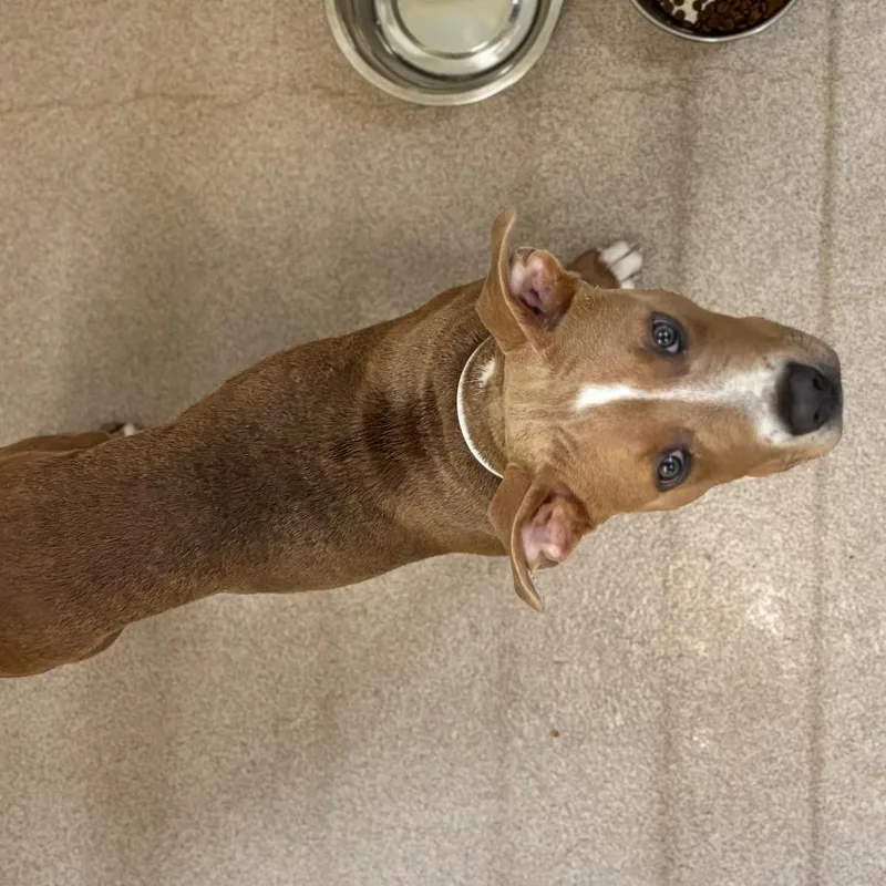 A young medium-sized male Yellow / Tan / Blond / Fawn Pit Bull Terrier dog named Finley for adoption in Birmingham, AL