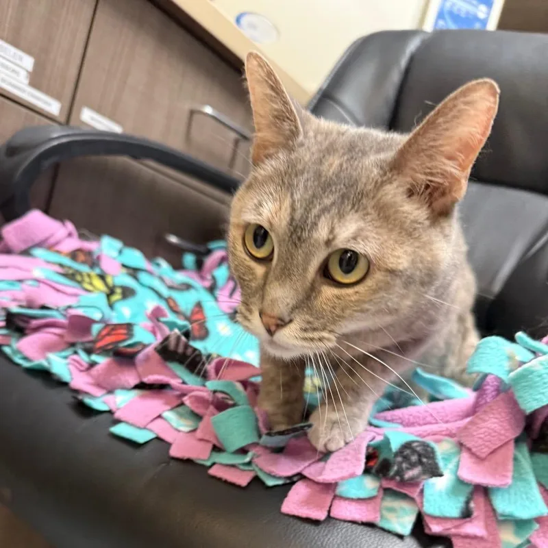An adult medium-sized female Torbie Domestic Short Hair cat named Clementine for adoption in Great Falls, MT