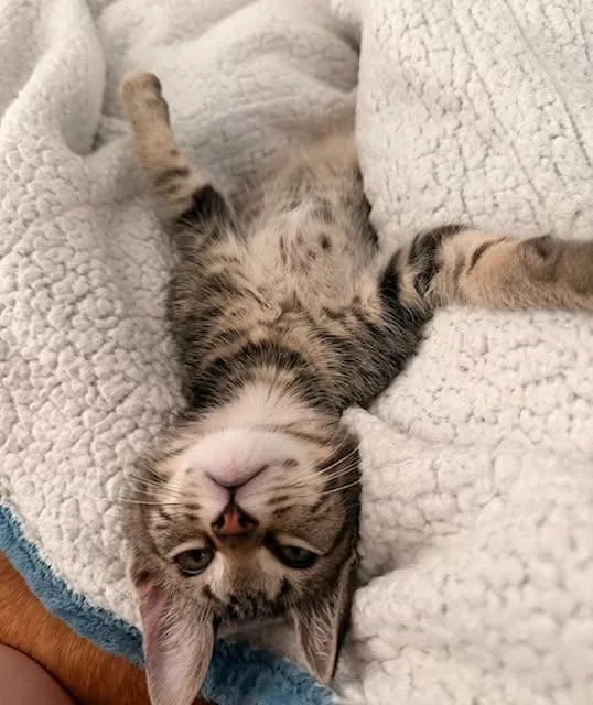 A young medium-sized male Tabby (Gray / Blue / Silver) Domestic Short Hair cat named Cheeseburger for adoption in Opelika, AL