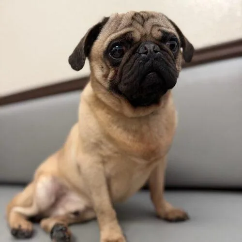 A young small-sized male Yellow / Tan / Blond / Fawn Pug dog named Luke for adoption in Seattle, WA