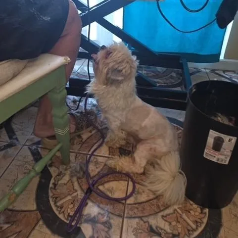 A young small-sized male Shih Tzu dog named Reptar for adoption in Williston, VT