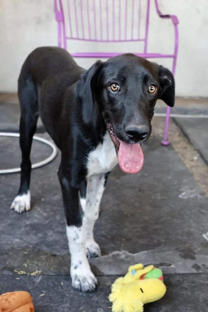 A baby medium-sized female Black Labrador Retriever dog named Precious for adoption in TUCSON, AZ