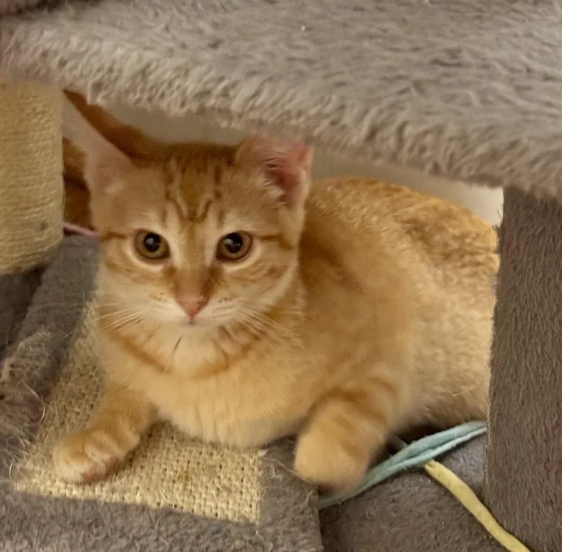 A baby small-sized female Tabby cat named Archie Dean for adoption in Dallas, TX
