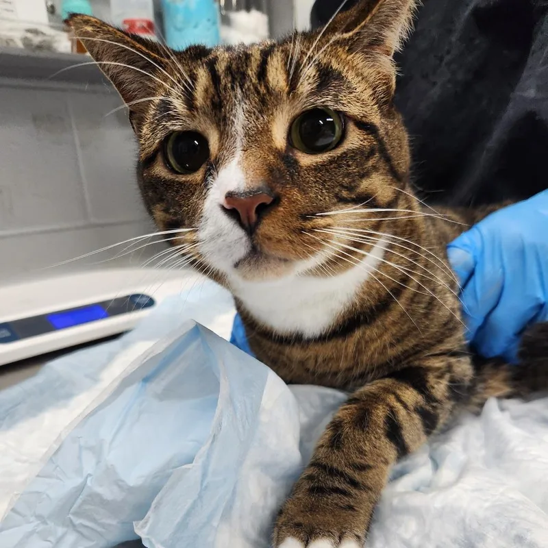 Winston @ Petsmart On