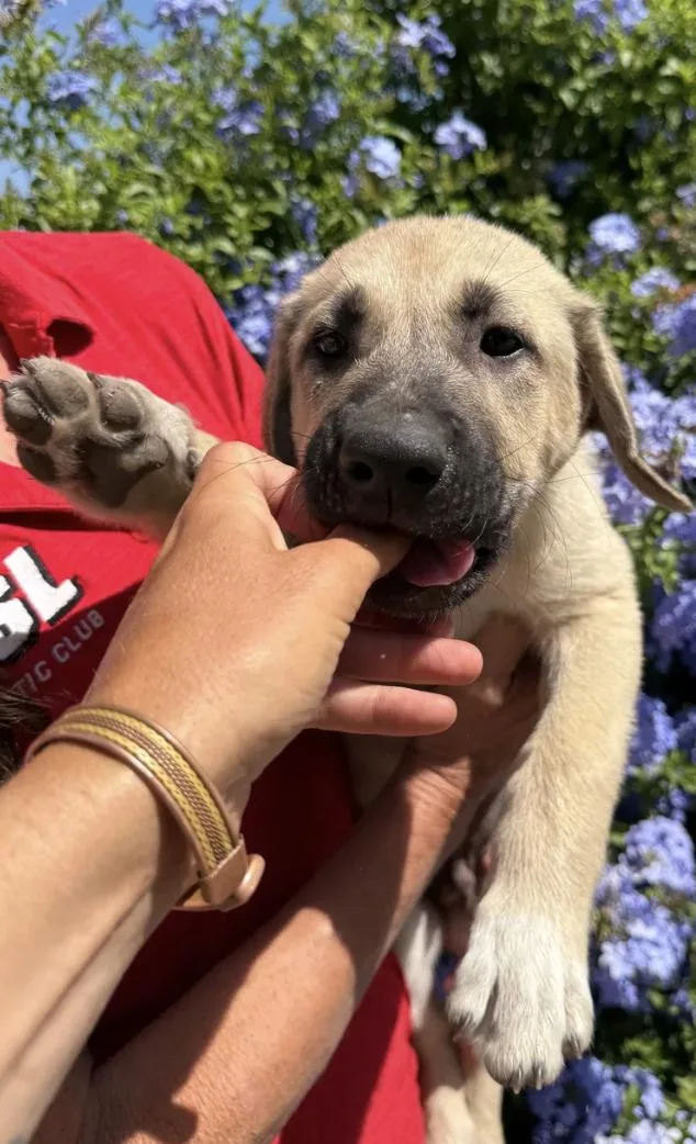 A baby medium-sized male Apricot / Beige German Shepherd Dog dog named Benny for adoption in Davis, CA