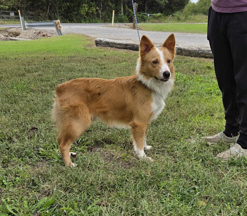 A young medium-sized male Golden Australian Shepherd dog named Dexter for adoption in Parsons, KS