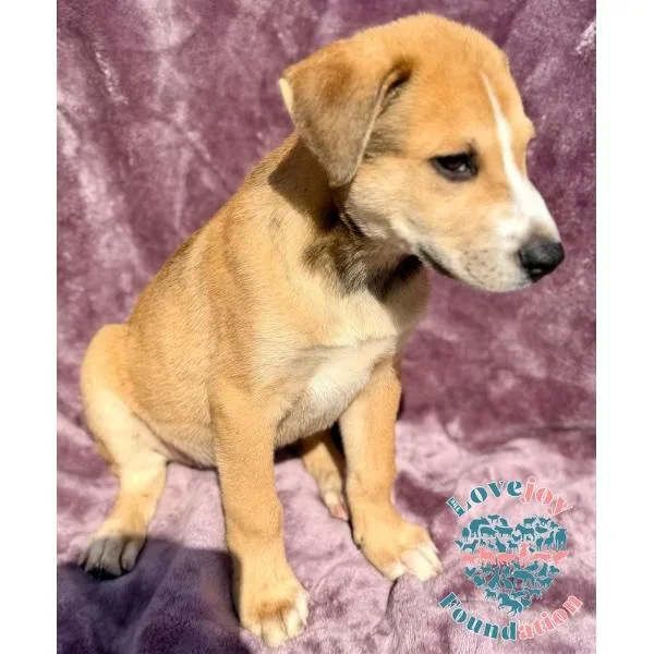 Mandoo Littermorrison thumbnail 2