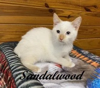 Sandalwood Flame Point