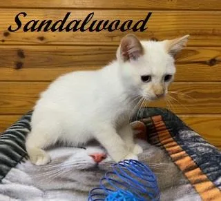 Sandalwood  Flame Point thumbnail 2