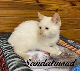 Sandalwood  Flame Point thumbnail 3