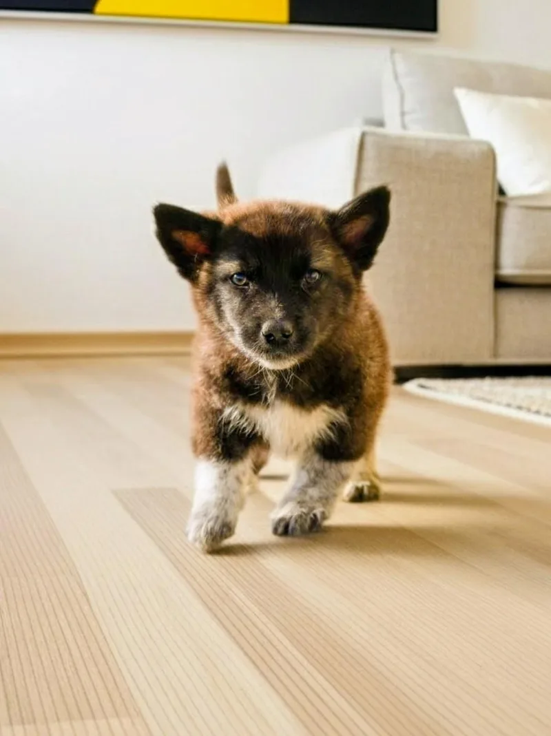 A young medium-sized male Black Corgi dog named Calvin for adoption in Evergreen, CO