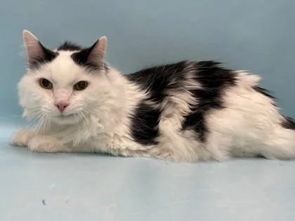 A senior small-sized male Domestic Medium Hair cat named Pocket for adoption in Coon Rapids, MN
