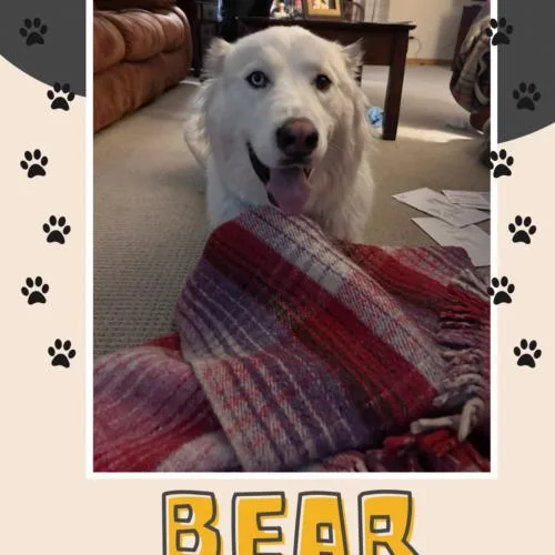 Bear thumbnail 2