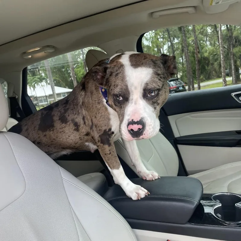 An adult large-sized female Brindle American Bulldog dog named Ivy for adoption in West Palm Beach, FL