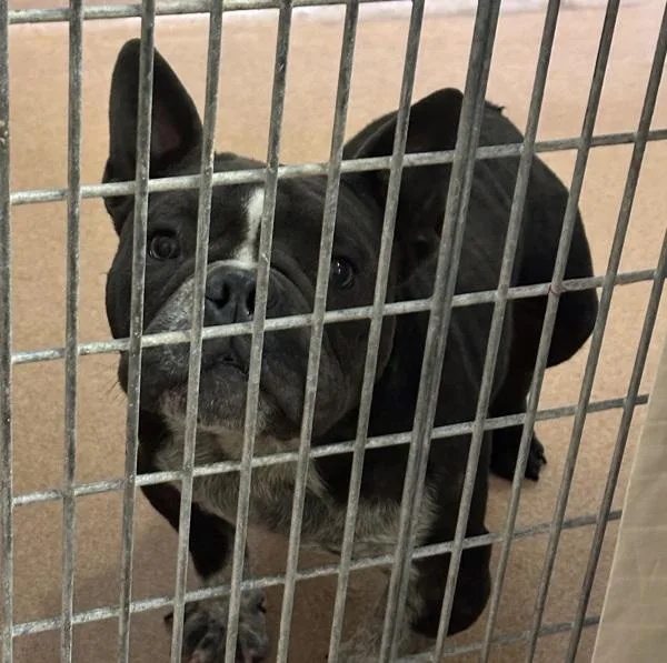 An adult medium-sized male English Bulldog dog named Papas for adoption in San Diego, CA